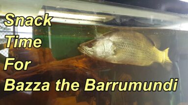 A quick pat & a scratch for Bazza the Barramundi