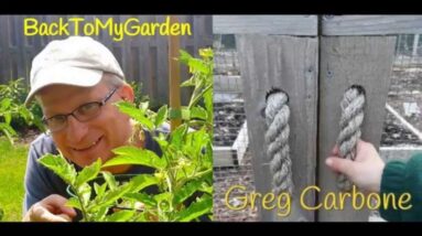 BTMG 076: The New Jersey Backyard Farmer with Greg Carbone  Read more: http://backtomygarden.com/pod