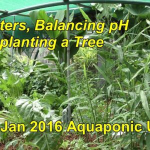 Aquaponic update. Dirty Filters, Balancing pH & Transplanting a Tree. Jan 2016.