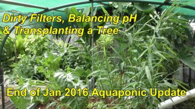 Aquaponic update. Dirty Filters, Balancing pH & Transplanting a Tree. Jan 2016.