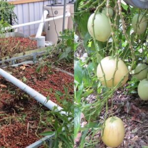 Aquaponic Build Vlog 7, Cleaning out the beds & found fruits..