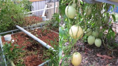 Aquaponic Build Vlog 7, Cleaning out the beds & found fruits..