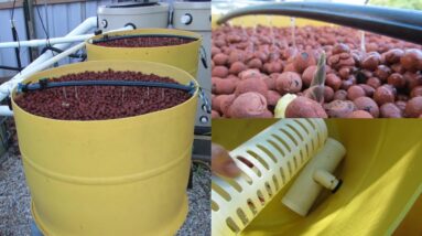 Aquaponic Dutch bucket / barrel build.  Aquaponics Vlog 9..