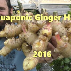 Aquaponic Ginger Harvest 2016. Ginger plot #1 BUMPER HARVEST!!