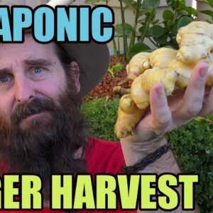 Aquaponic Ginger Harvest 2018