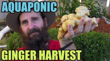 Aquaponic Ginger Harvest 2018