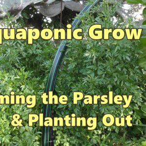 Aquaponic Grow Beds - Taming the Parsley & Planting Out Seedlings