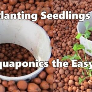 Aquaponic & hydroponic seedlings, planting them out the easy way..