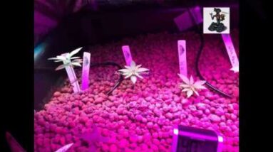 Aquaponic-RDWC system by "Johnny5"