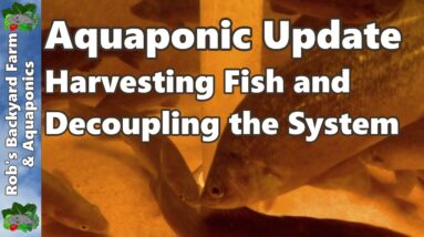 Aquaponic System - Harvesting Fish & Decoupling the System