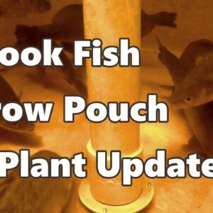 Aquaponic System - Sick Fish, Grow Pouch, & Plant Update #aquaponics