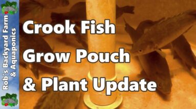 Aquaponic System - Sick Fish, Grow Pouch, & Plant Update #aquaponics