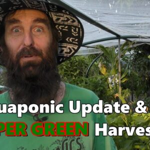 Aquaponic System Update with a SUPER GREEN Harvest