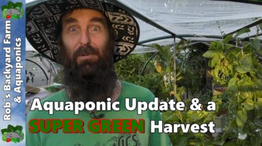 Aquaponic System Update with a SUPER GREEN Harvest