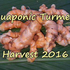 Aquaponic Turmeric Harvest for 2016