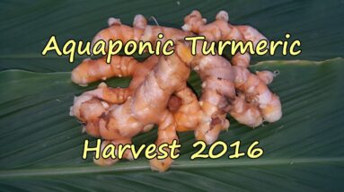 Aquaponic Turmeric Harvest for 2016