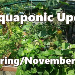 Aquaponic Update November 2016 - Looking Green at the End of Spring