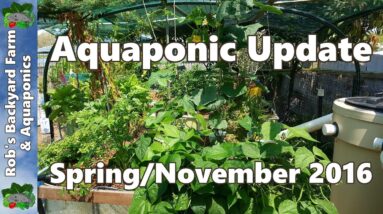 Aquaponic Update November 2016 - Looking Green at the End of Spring