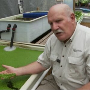 Aquaponics and Duckweed