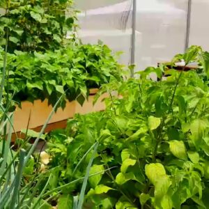 Aquaponics: Before and After