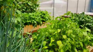 Aquaponics: Before and After