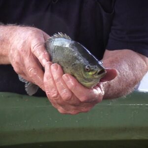 Aquaponics Catch of the Day!