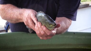 Aquaponics Catch of the Day!