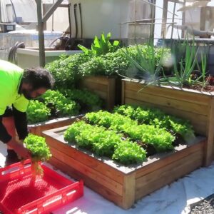 Aquaponics Charity Harvest