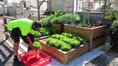 Aquaponics Charity Harvest