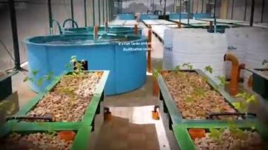 Aquaponics Design Course Now Open