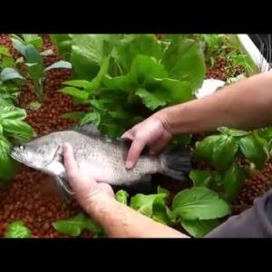 Aquaponics: Every Moment is a Fresh Beginning