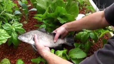 Aquaponics: Every Moment is a Fresh Beginning