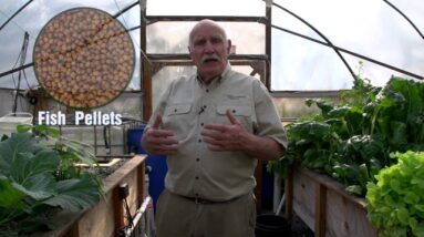 Aquaponics Fish Feed Trial - Pellets or Organic?