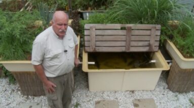 Aquaponics Fish Stress