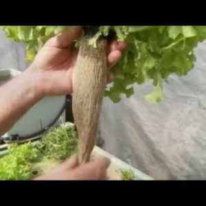 Aquaponics: Floating Raft Plants