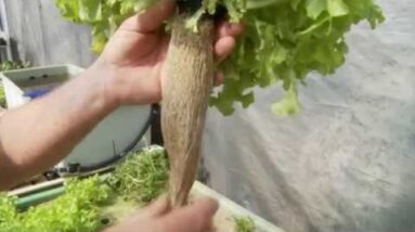 Aquaponics: Floating Raft Plants