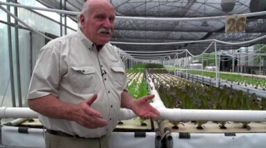 Aquaponics Help! My Lettuce Won't Grow!