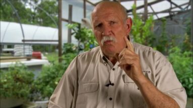 Aquaponics - How Big to Feed a Family of Four?