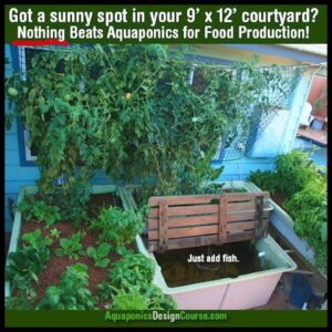 Aquaponics in a 9' by 12' courtyard