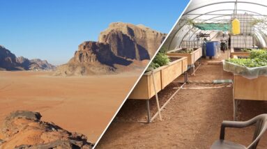 Aquaponics in Jordan