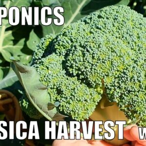 Aquaponics System Brassica Harvest & Quick Q&A