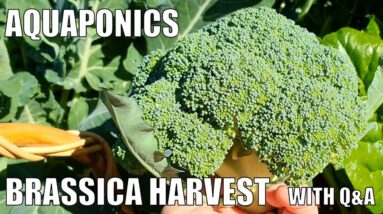 Aquaponics System Brassica Harvest & Quick Q&A