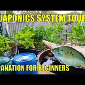 Aquaponics System Explanation & Walkthrough for Beginners