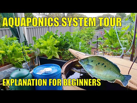 Aquaponics System Explanation & Walkthrough for Beginners