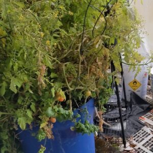 Aquaponics update, lots of microgreens! 2 28 21