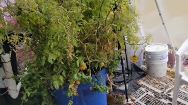 Aquaponics update, lots of microgreens! 2 28 21