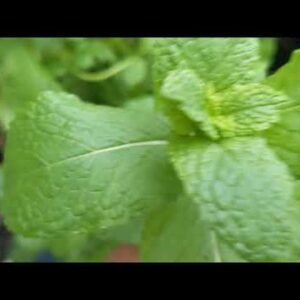 Aquaponics update, still alive and well! 6 10 21