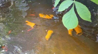 Aquaponics update, welcome to the Jungle! 04 18 21