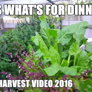 Aquaponics Winter Harvest & Spinach Curry -  2016 Supporters Video