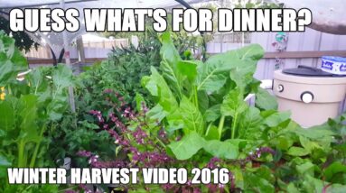 Aquaponics Winter Harvest & Spinach Curry -  2016 Supporters Video